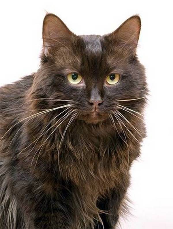 Подробное описание йоркской кошки шоколадного окраса: стандарт породы