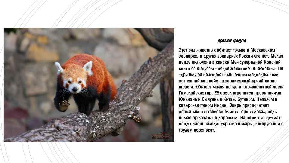Большая панда: фото, описание, где обитает, чем питается, угрозы