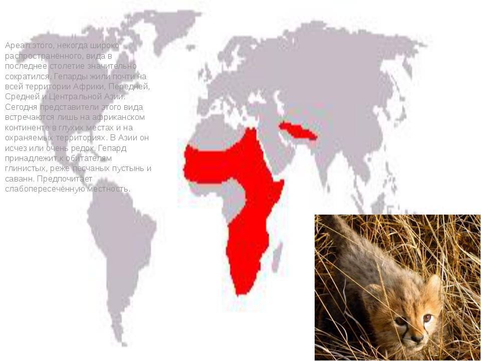 Африканский лев описание животного