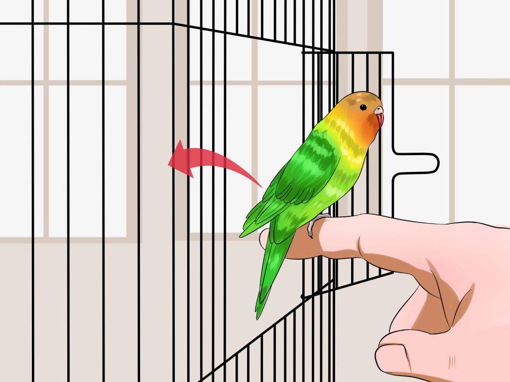 Как обустроить клетку для волнистого попугая