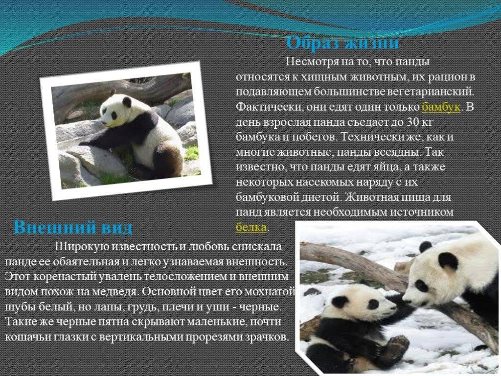 Красная панда – фото, описание, ареал, рацион, популяция
