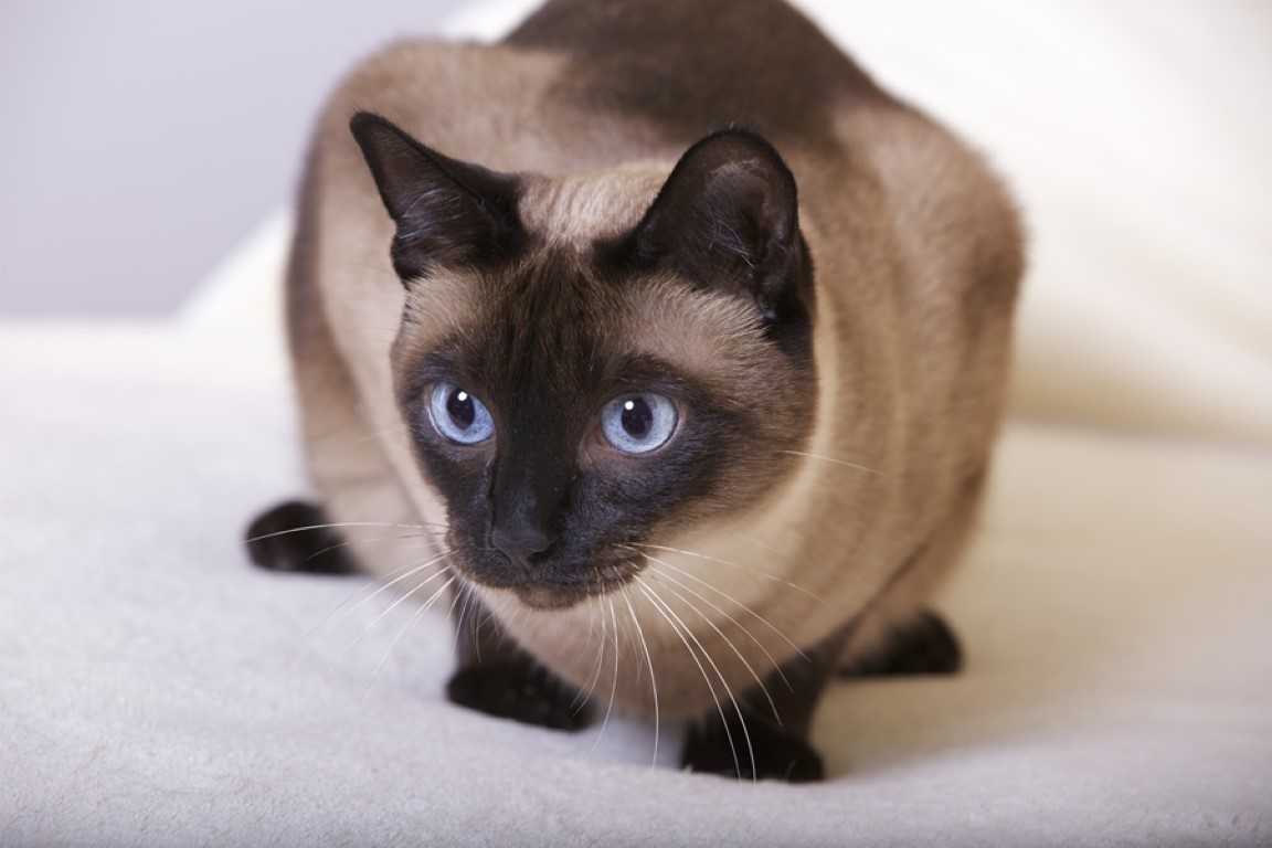 Cиамская кошка. история, факты, характер, фото