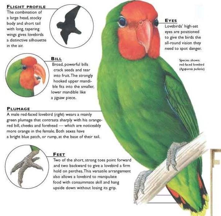 Как определить пол волнистого попугая
