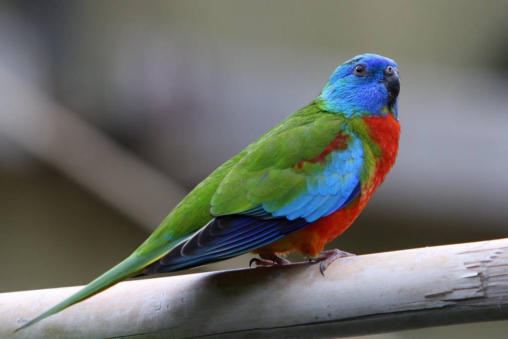 Травяной попугай: золотистобрюхий, глянцевый, лазурный, фото птиц, содержание в домашних условиях, отзывы