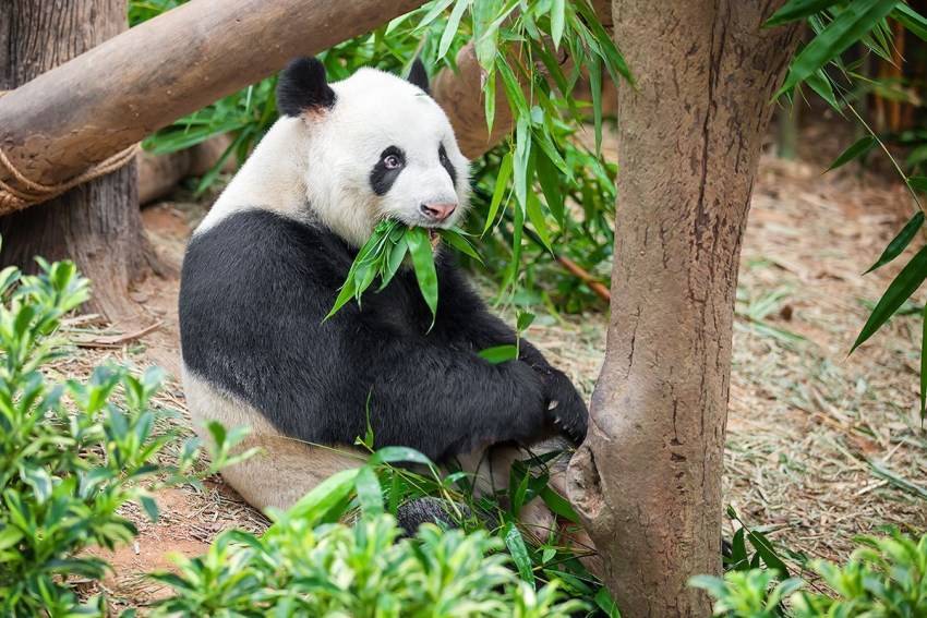 Панда животное. описание, особенности, образ жизни и среда обитания панды | живность.ру