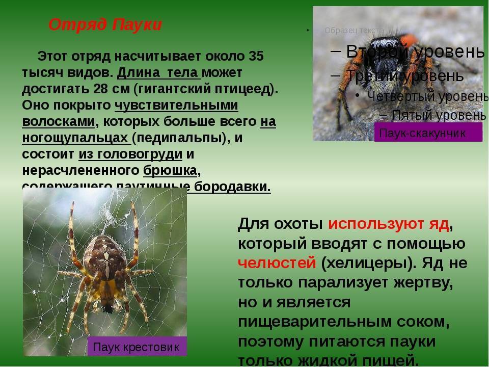 Почему пауки не насекомые и чем они полезны