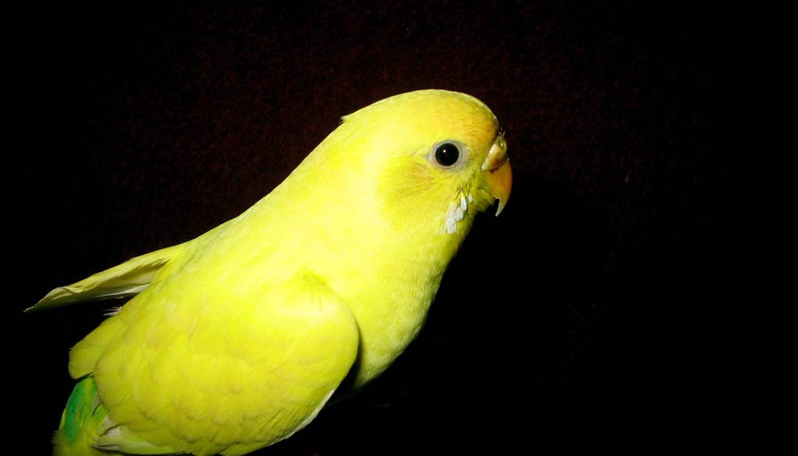 Белый волнистый попугай (11 фото): особенности попугаев-альбиносов, поведение мальчиков и девочек