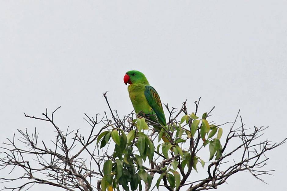 Большеклювый попугай: отличительные особенности, характер, содержание редких птиц