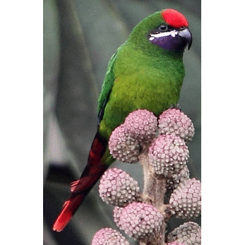 Разведение сенегальских попугаев - наши домашние друзья