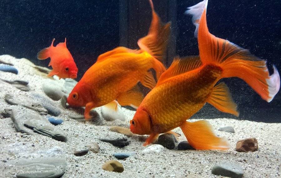 Золотые рыбки: уход и содержание в домашних условиях
золотые рыбки: уход и содержание в домашних условиях