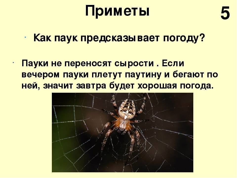 Приметы, связанные с увиденным таинственным пауком