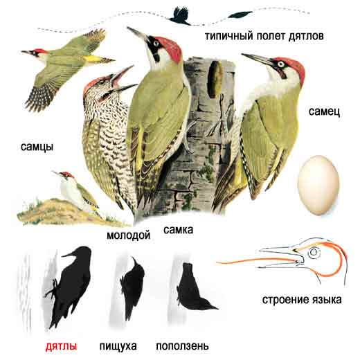 Дятел - виды, описание и фото птицы, чем питается и как выглядит, слушать голос