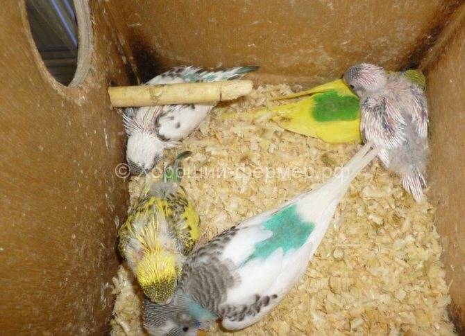Чем кормить птенцов волнистых попугаев