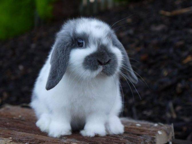 Вислоухий кролик: описание, уход и содержание в домашних условиях