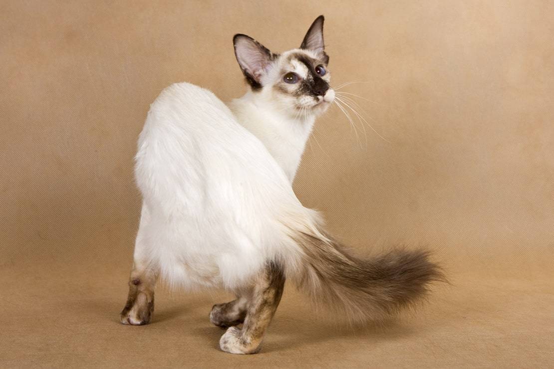 Сейшельская кошка - роскошная восточная красавица у вас дома - мир кошек