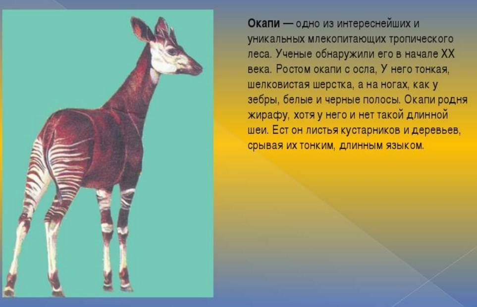 Жираф: описание, виды, образ жизни и среда обитания | планета животных