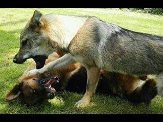 Какие собаки способны победить волка