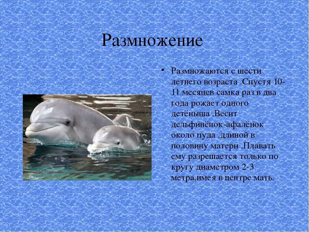 Кто такие дельфины — рыбы или млекопитающие? описание животного