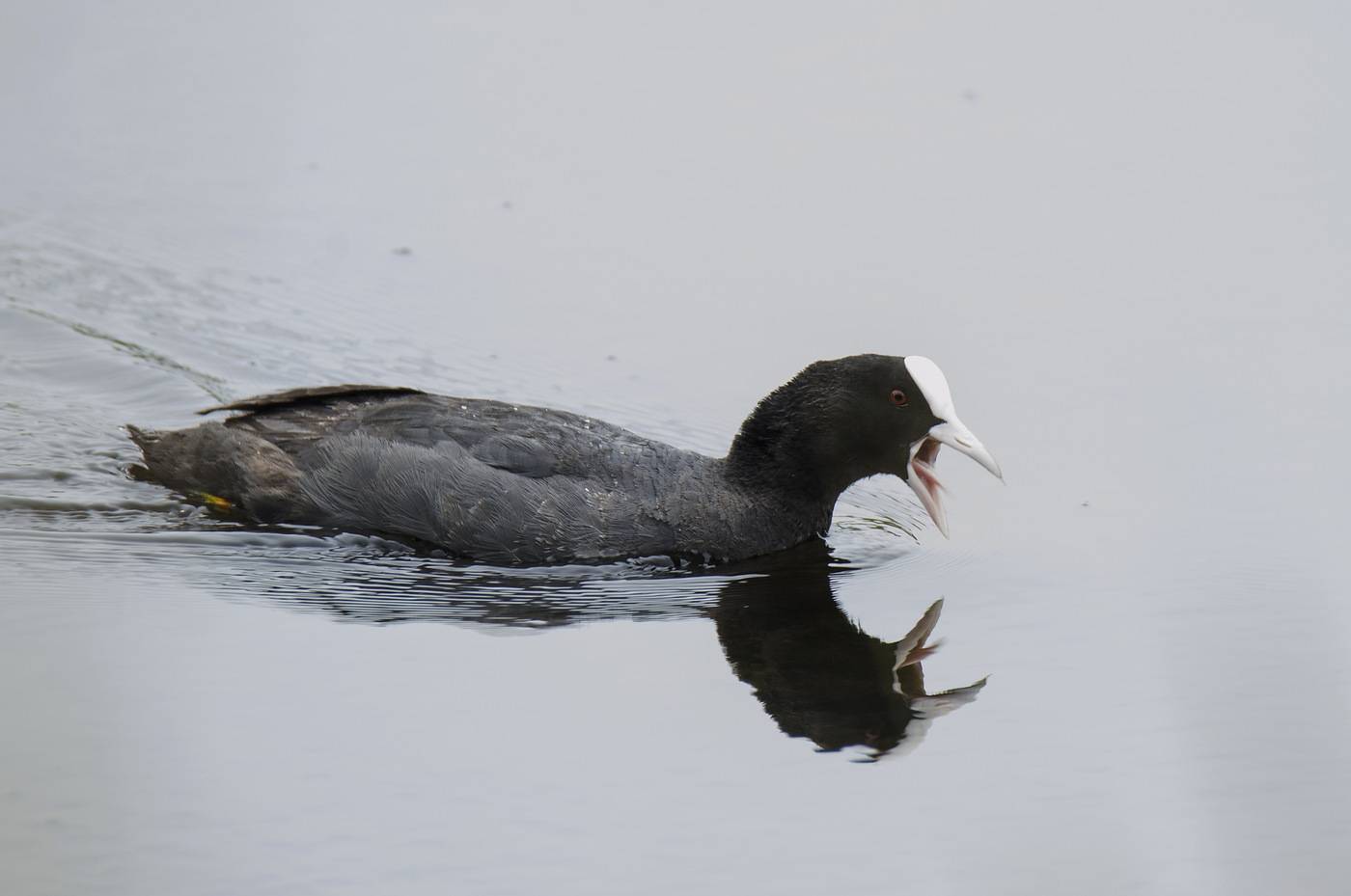 Черная утка с белым клювом: как называется, где обитает, рацион питания и описание с фото - truehunter.ru
