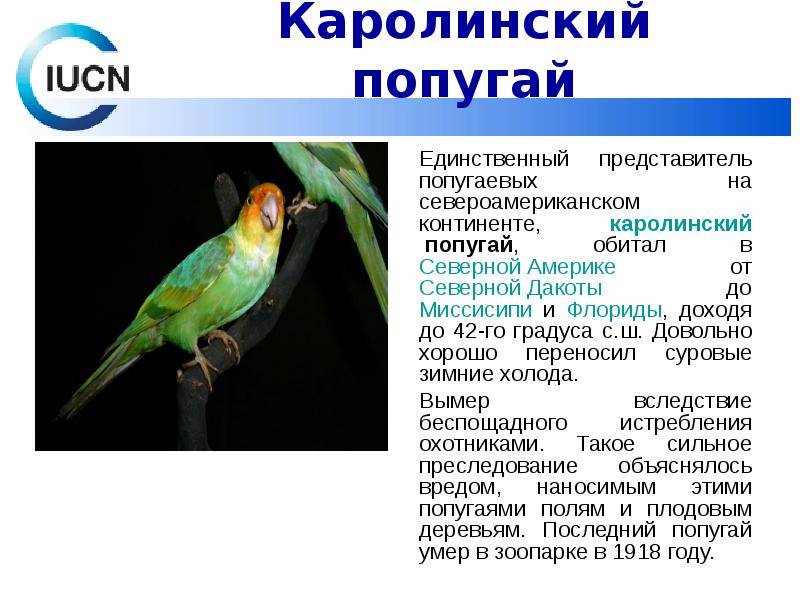 Попугай корелла: внешний вид и образ жизни в дикой природе