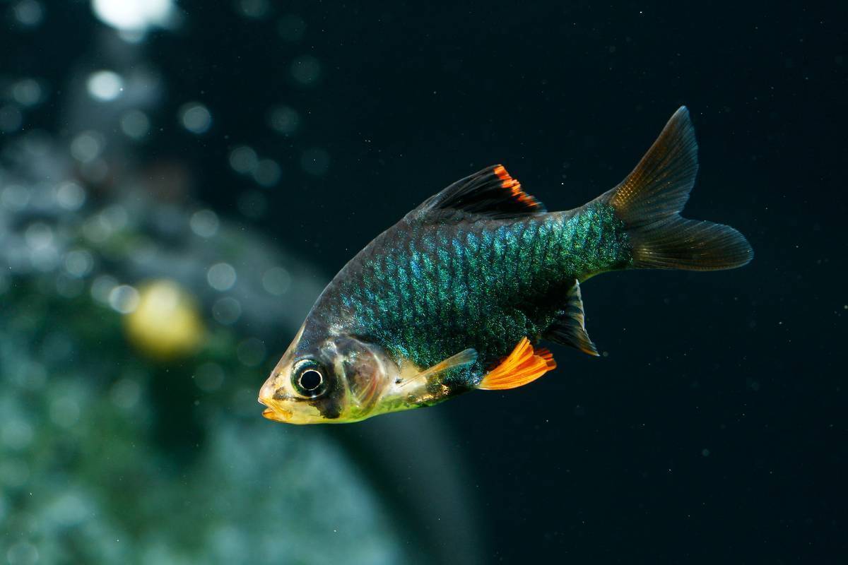 Барбус денисони: содержание,описание,фото,видео,размножение | аквариумные рыбки