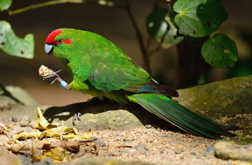 Попугай какарик (новозеландский) — описание, характер, цена, содержание и уход, фото