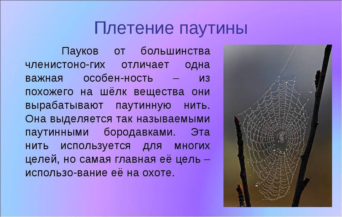 Как паук плетет паутину? где образуется и как используется пауком паутина :: syl.ru
