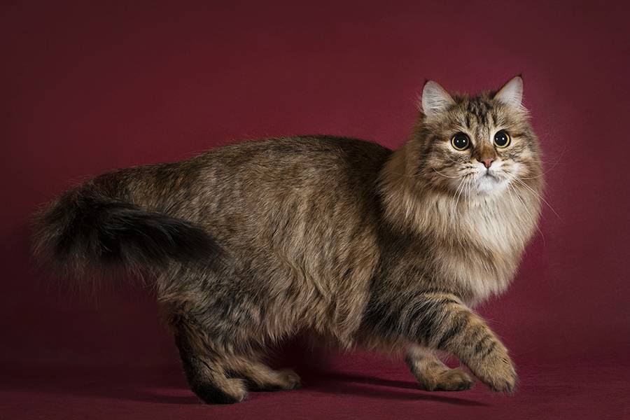 Сибирская кошка: описание породы, фото, питомники и объявления
