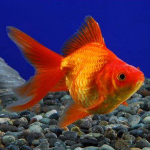 Золотая рыбка риукин: описание, содержание и уход
