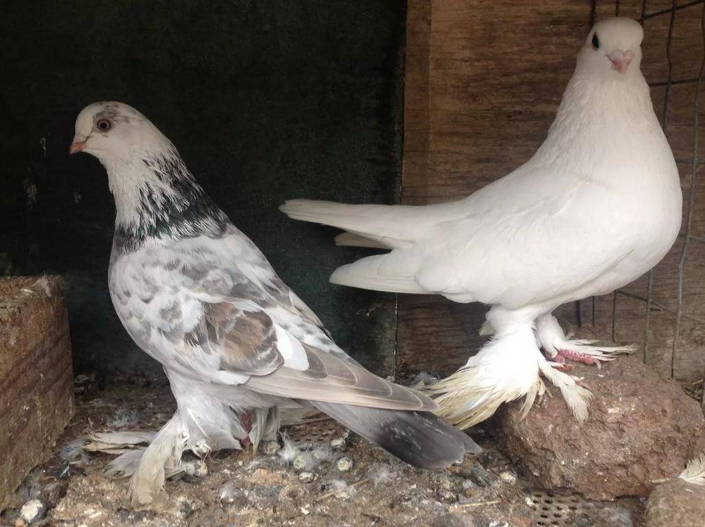 Бойные голуби: история, описание видов и пород, содержание и уход