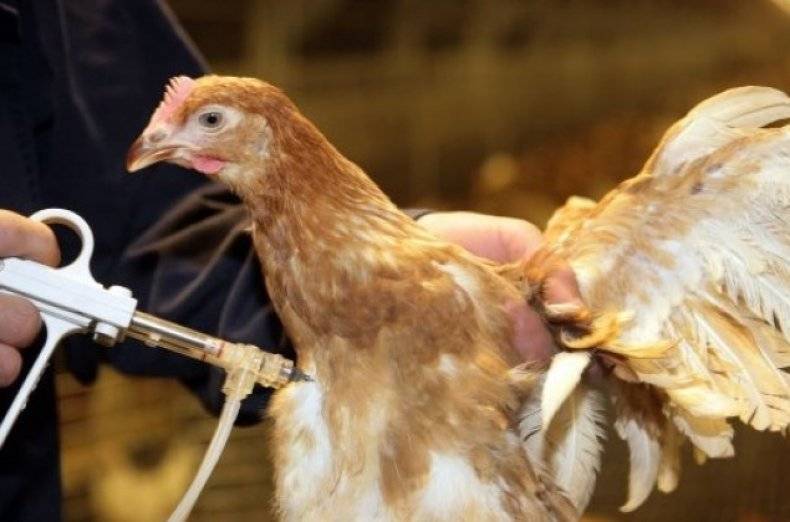 Ветеринария домашней птицы | внешние проблемы: порезы и раны, красный клещ, вши, чешуйчатый ножной клещ и другие трудности