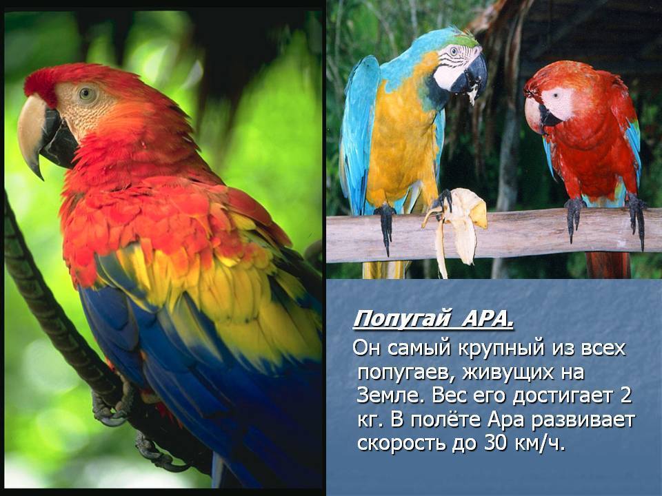 Попугай ара: особенности, виды, содержание в домашних условиях