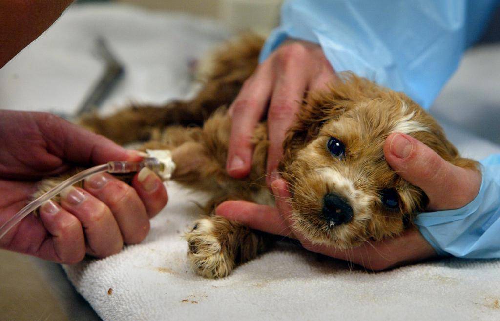 Чумка у собак: первые признаки, симптомы и лечение, прогноз, опасность для человека, профилактика чумки у собак
