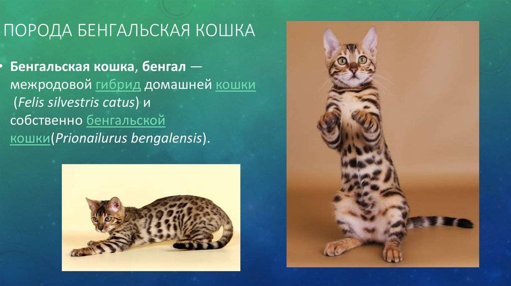 Бенгальская кошка. описание, особенности, виды, уход и содержание породы | живность.ру