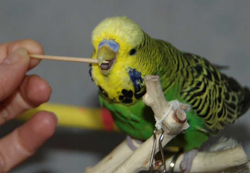 Можно ли попугаю яблоко: как лучше давать, в каком количестве, польза и вред фрукта