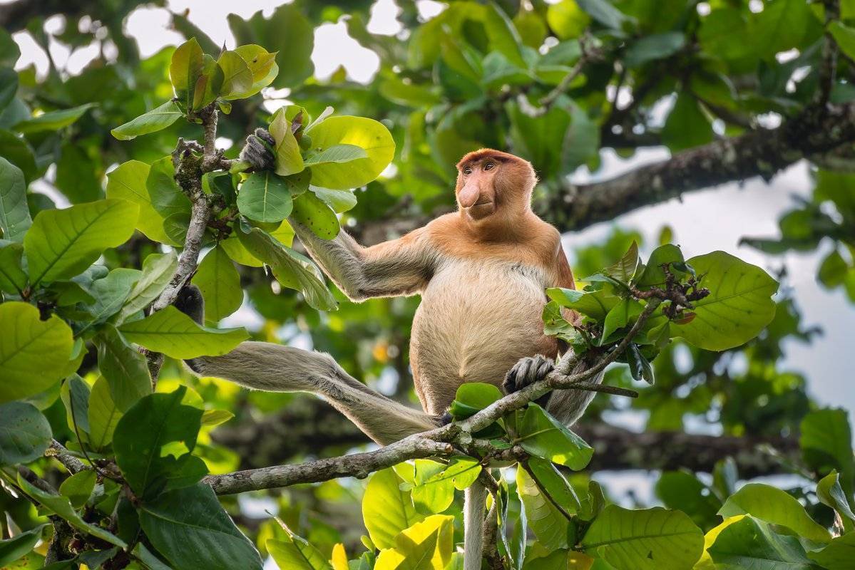 18 необычных видов обезьян (с фото и названиями) | знание – свет