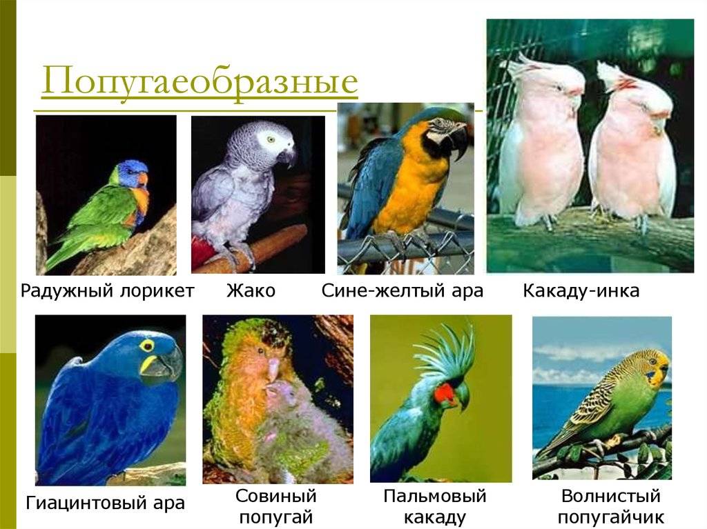 Самые дорогие попугаи в мире топ 10 – фото и описание