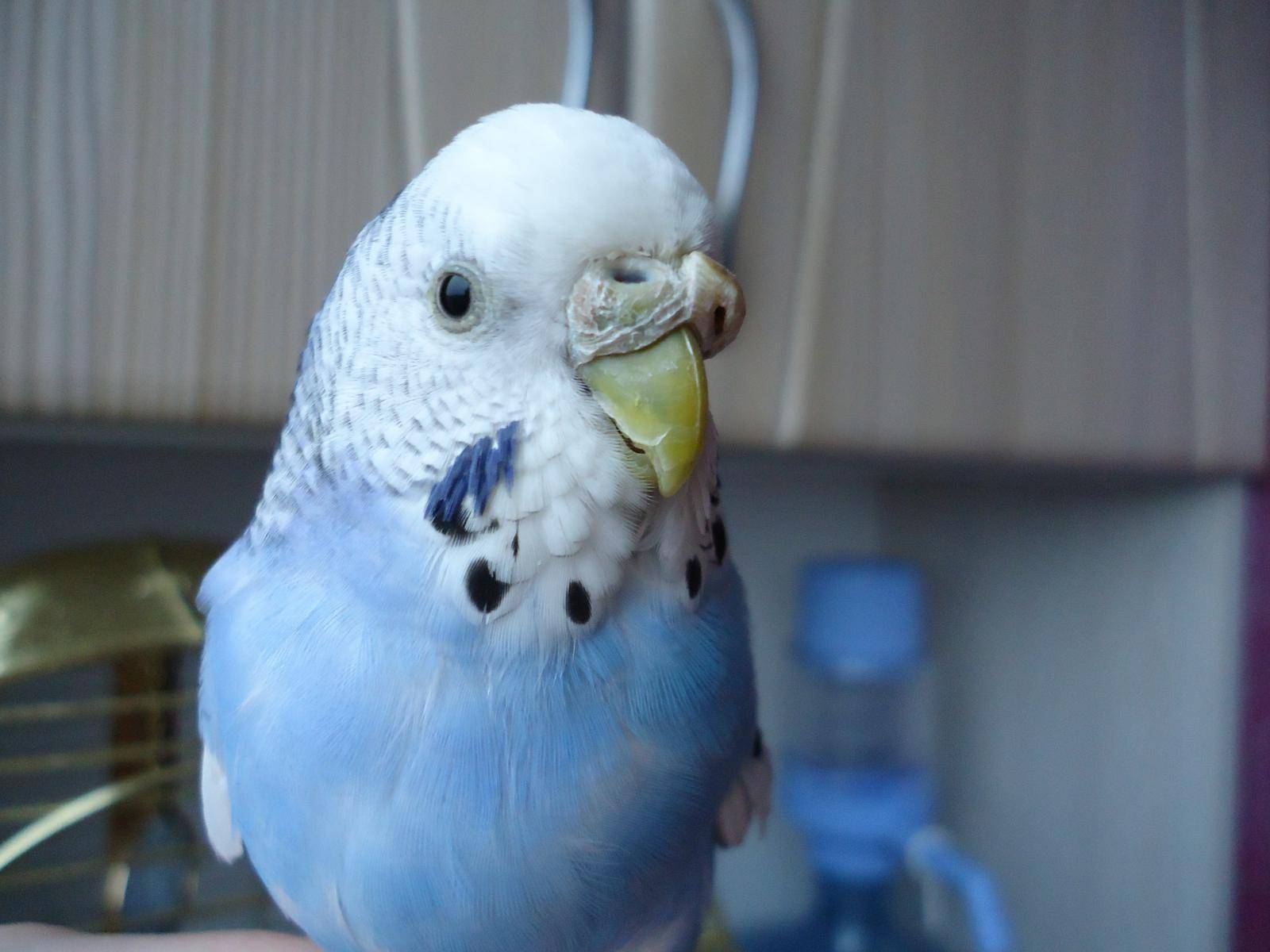 Нарост на клюве у волнистого попугая: лечение в домашних условиях