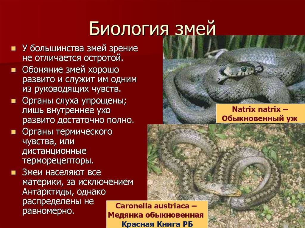 Змеи (лат. sеrреntеs)