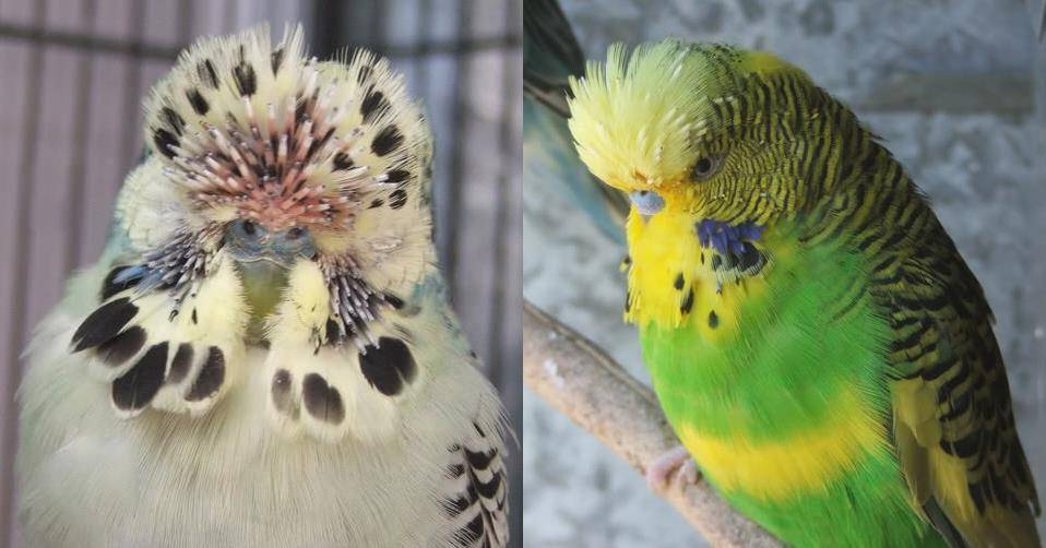 Линька у волнистых попугаев: симптомы, сколько длится