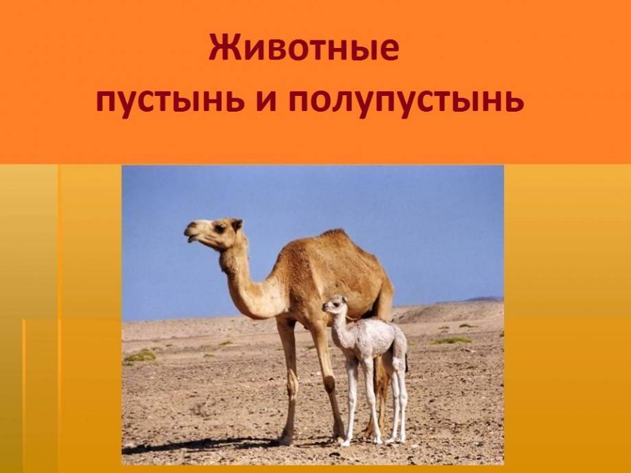 Какие животные живут в пустыне на территории россии