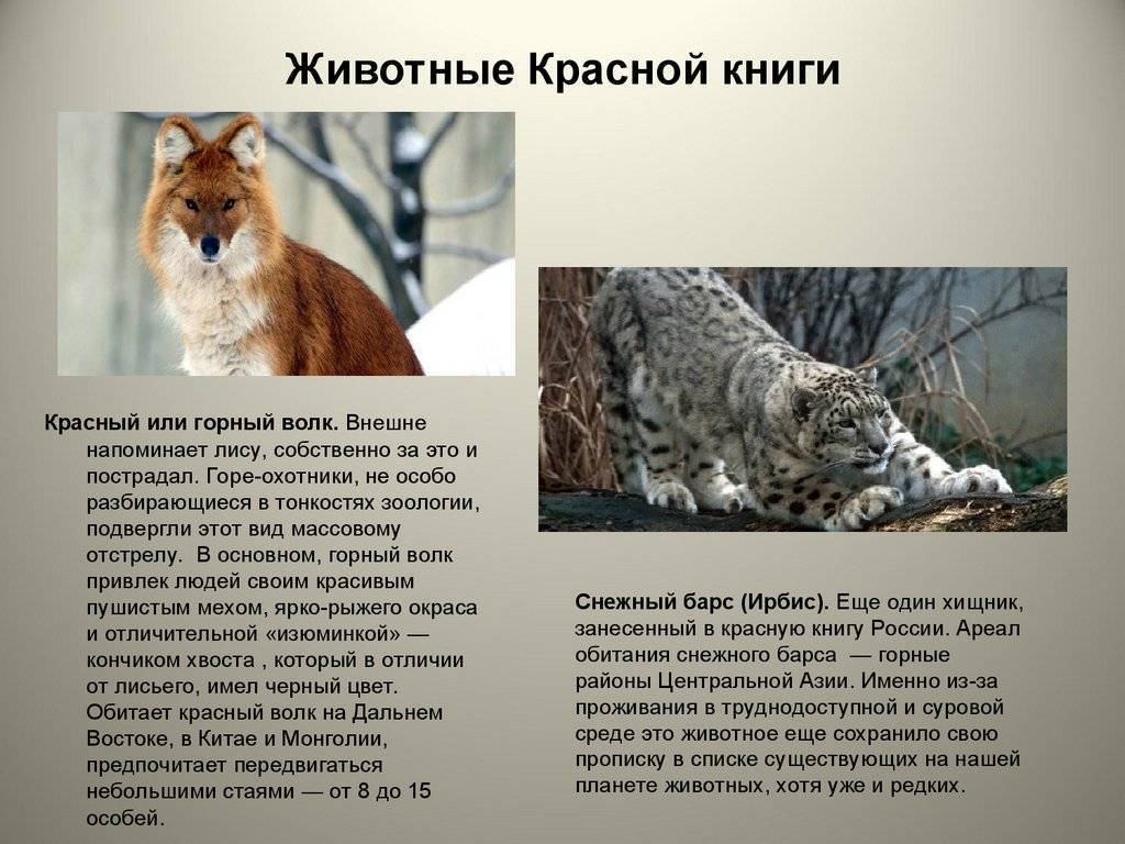Красная книга россии (окружающий мир) - примеры животных и растений — природа мира