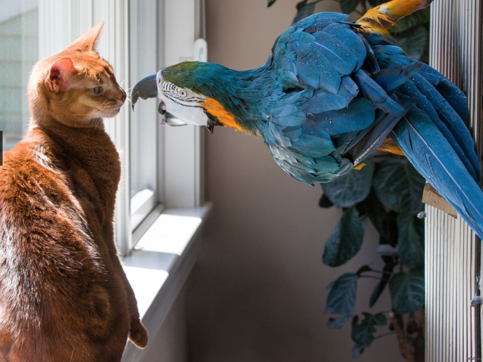 Попугаи и другие животные: могут ли жить вместе с кошками, собаками, другими птицами и грызунами