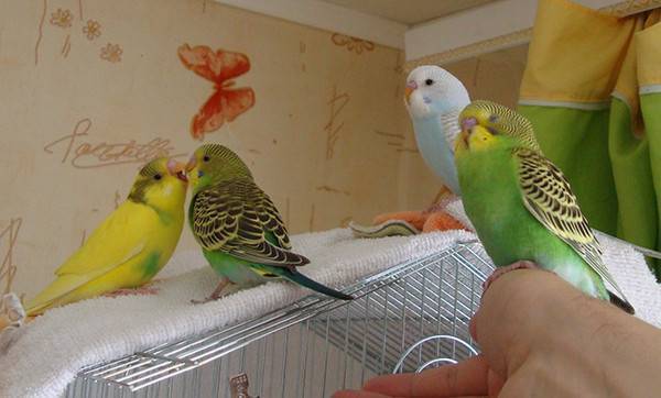 Какого попугая лучше завести в квартире?