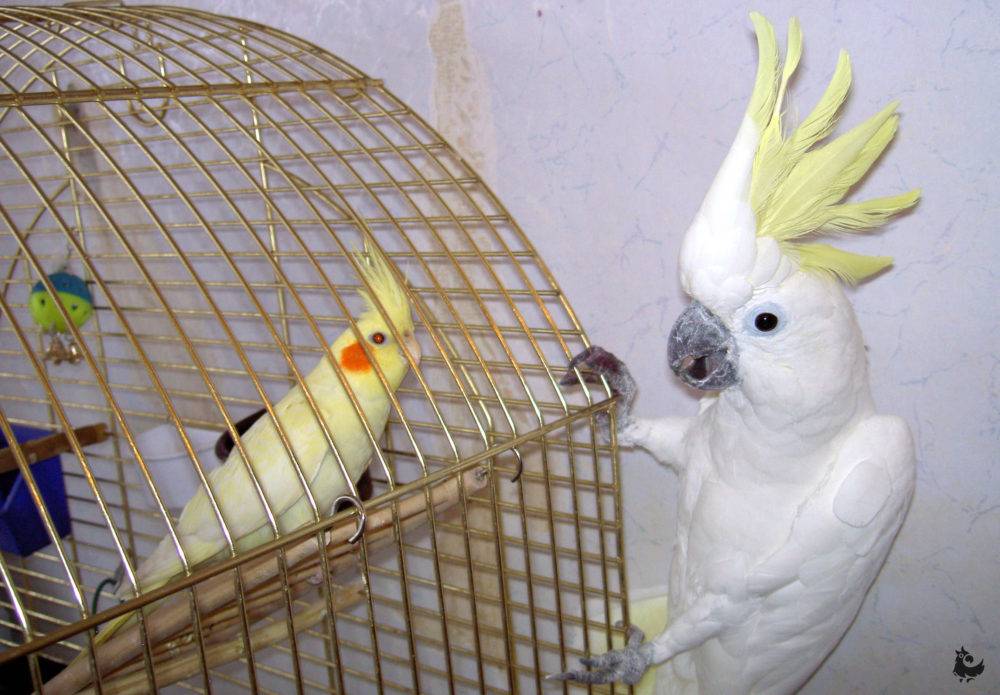 Попугай корелла: фото, уход и содержание с рекомендациями по определению пола и кормления