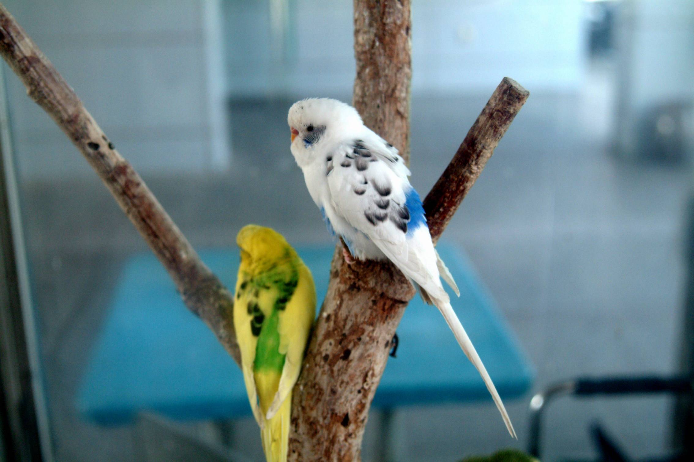 Cколько лет живут волнистые попугаи в домашних условиях, продолжительность жизни в клетке