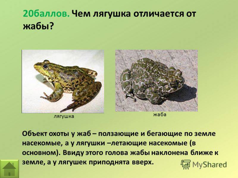 Лягушка и жаба — как отличить?