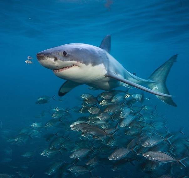 Спутники акулы - лоцманы и рыбы-прилипалы ∞ лагуна акул
