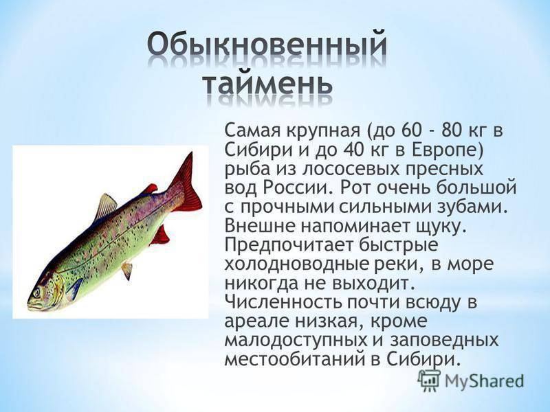 Рыба таймень????: фото и описание. как выглядит таймень????, чем питается и где водится