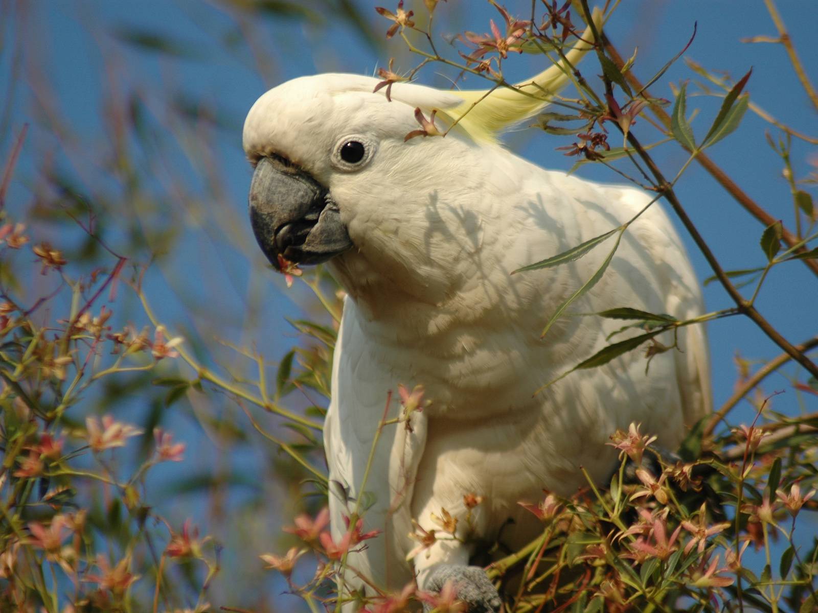 Содержание попугаяя какаду | болезни попугаев
содержание попугаяя какаду | болезни попугаевболезни попугаев